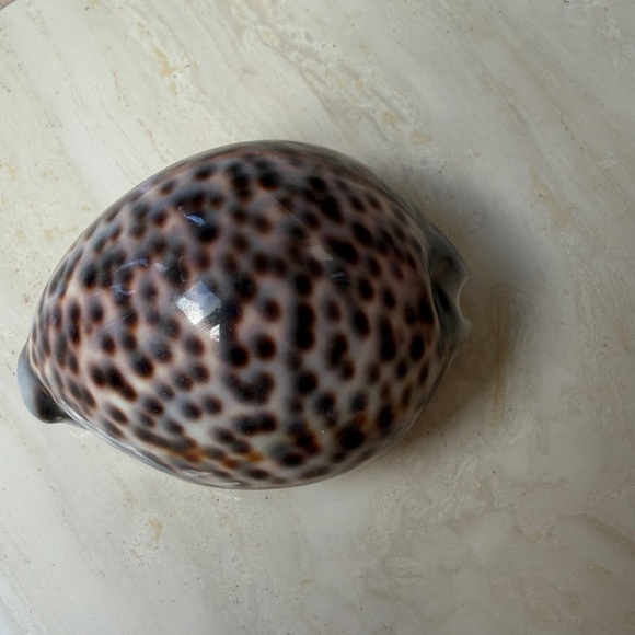 Medium Size Shells Not Found In Typical Souveneir Packs - Picture 11 of 16